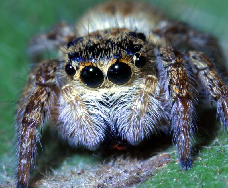 Salticidae